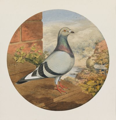 Racing Pigeons, Paris to London by Henry Stephen Ludlow